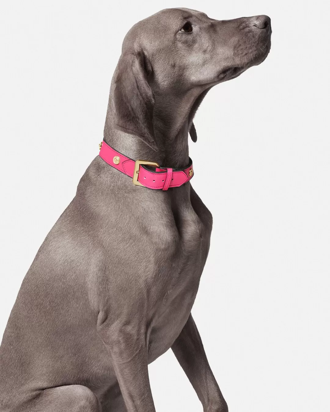 Icon Large Pet Collar*Versace Clearance