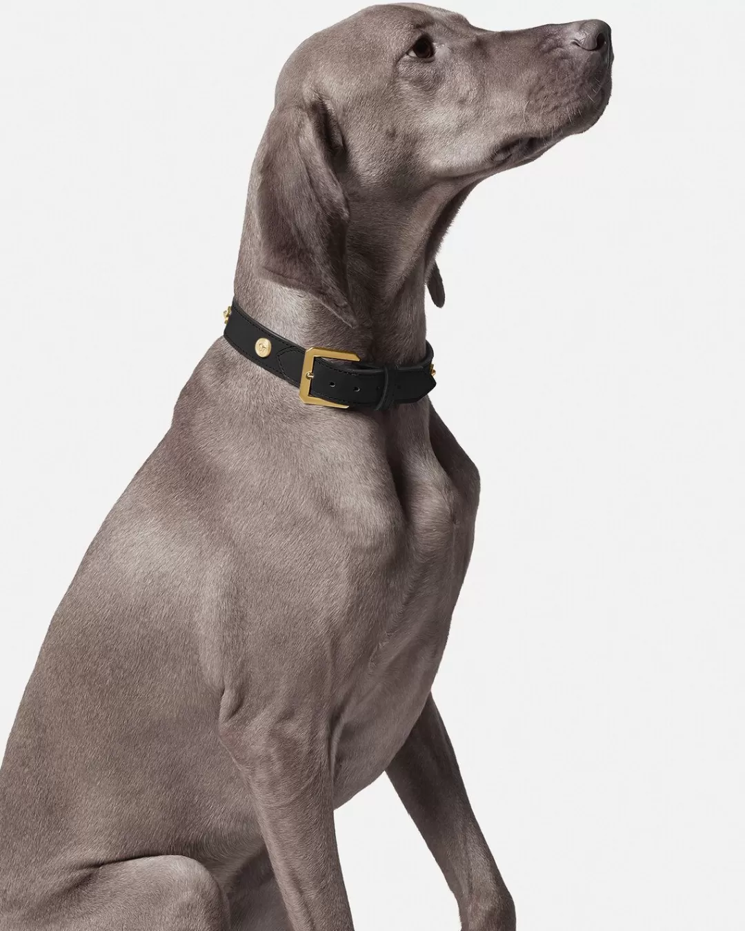 Icon Large Pet Collar*Versace Hot