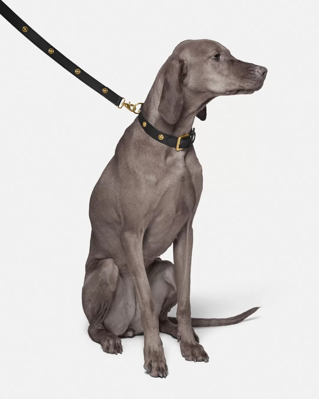 Icon Large Pet Leash*Versace Flash Sale