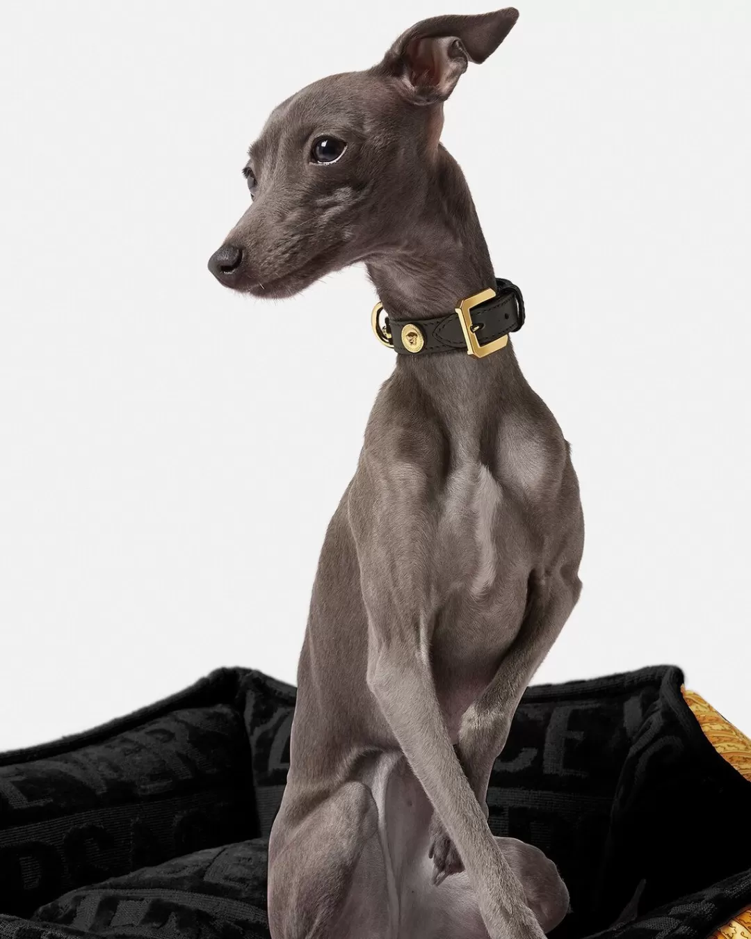 Icon Small Pet Collar*Versace Cheap