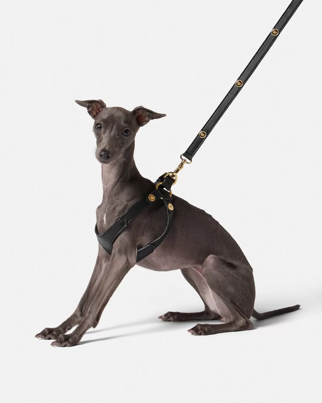 Icon Small Pet Harness*Versace Shop